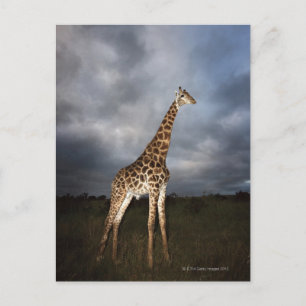 Giraffe (Giraffa camelopardalis) in dramatischer F Postkarte