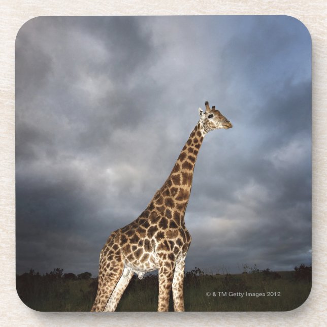 Giraffe (Giraffa camelopardalis) in drastischem Untersetzer (Vorderseite)