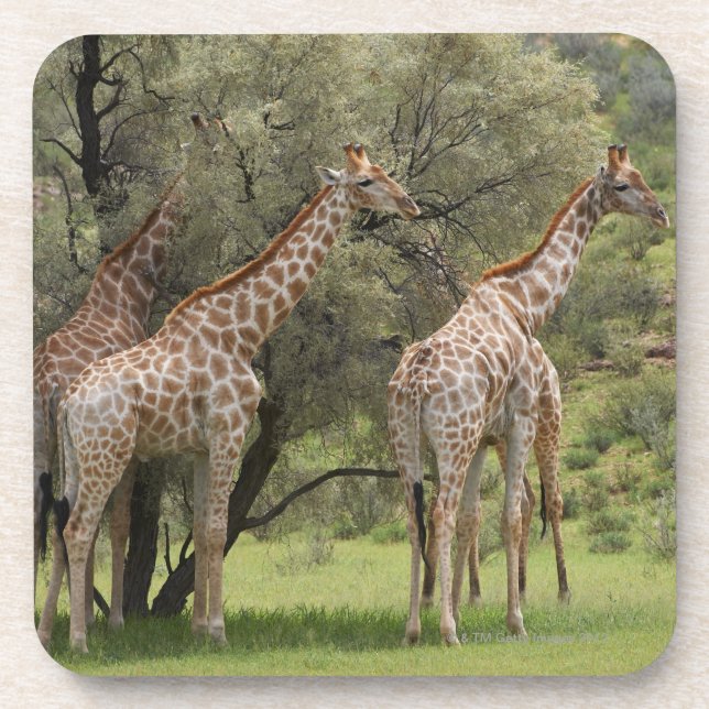 Giraffe, Giraffa camelopardalis, Kgalagadi 2 Untersetzer (Vorderseite)