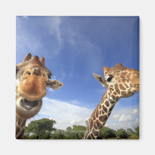 Giraffe (Giraffa camelopardalis) Magnet