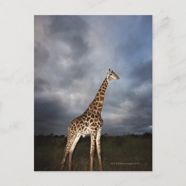 Giraffe (Giraffa camelopardalis) Postkarte (Vorderseite)