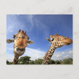 Giraffe (Giraffa camelopardalis) Postkarte