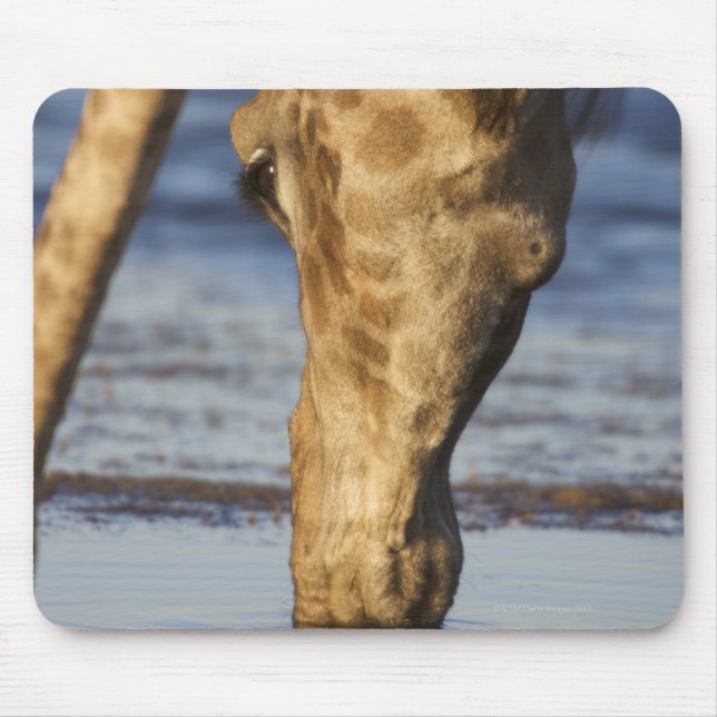 Giraffe (Giraffa Camelopardalis) Trinkwasser Mousepad (Vorne)