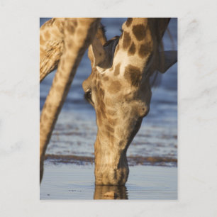 Giraffe (Giraffa Camelopardalis) Trinkwasser Postkarte