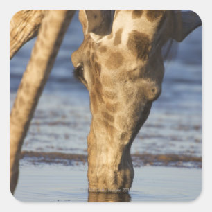 Giraffe (Giraffa Camelopardalis) Trinkwasser Quadratischer Aufkleber