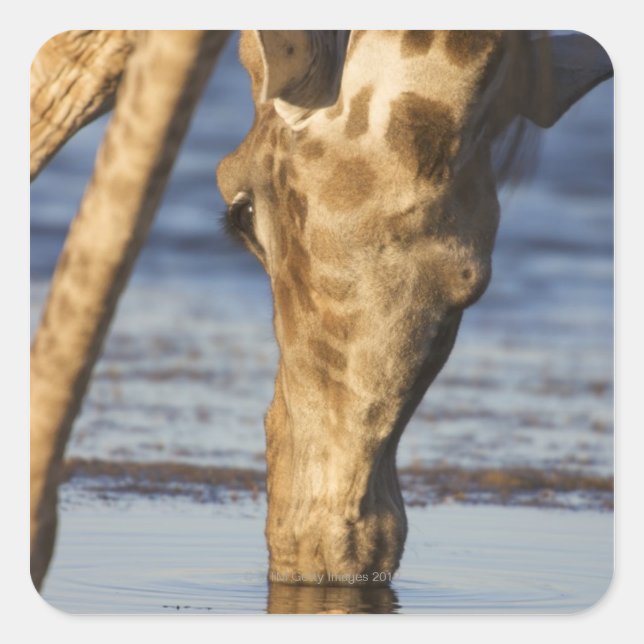 Giraffe (Giraffa Camelopardalis) Trinkwasser Quadratischer Aufkleber (Vorderseite)