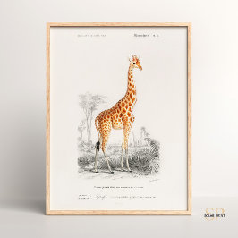 Giraffe Giraffa Charles Dessalines D Orbigny Print Poster