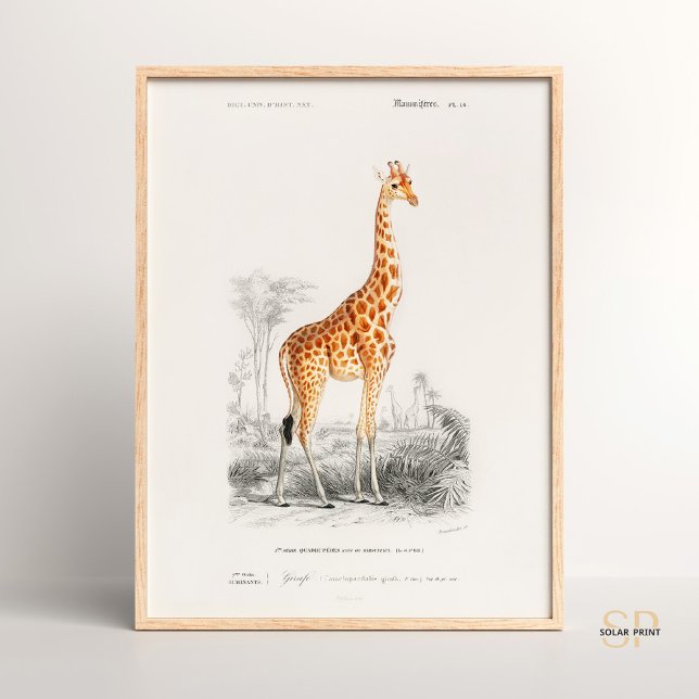 Giraffe Giraffa Charles Dessalines D Orbigny Print Poster (Von Creator hochgeladen)