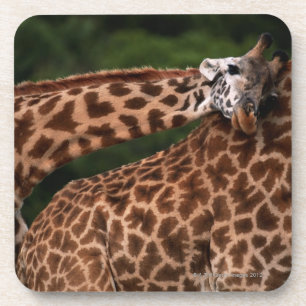 Giraffe (Giraffe camelopardalis tippleskirchi) Getränkeuntersetzer