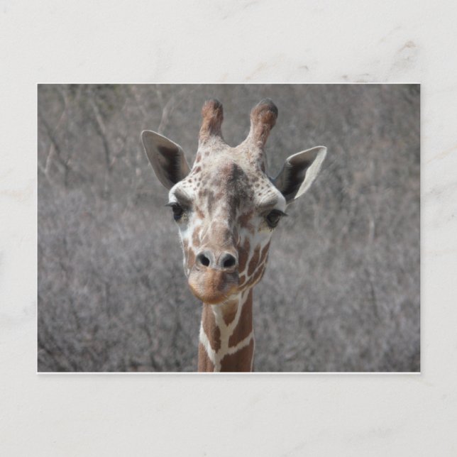 giraffe head front view postkarte (Vorderseite)