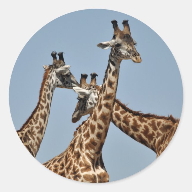 Giraffe Heads Sticker (Vorderseite)