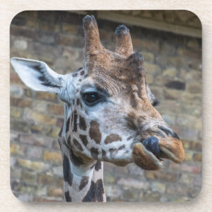 Giraffe herauf nahe Untersetzer