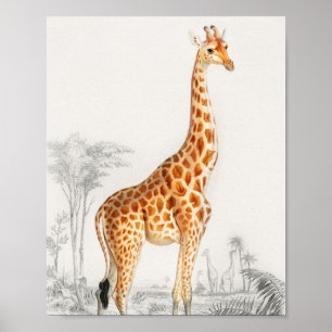 Giraffe Illustration Vintage Kunstdrucke Poster