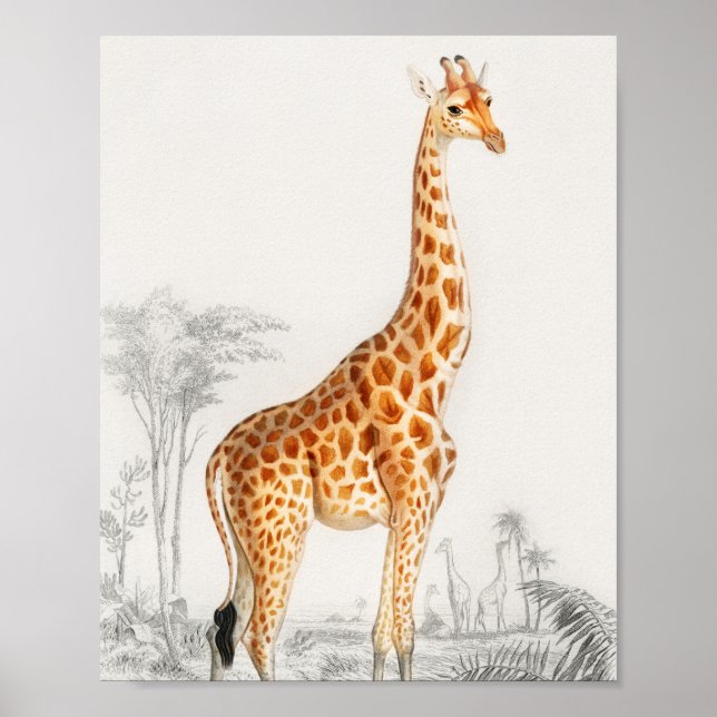 Giraffe Illustration Vintage Kunstdrucke Poster (Vorne)