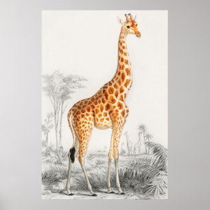 Giraffe Illustration Vintage Kunstdrucke Poster
