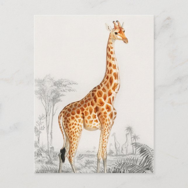 Giraffe Illustration Vintage Kunstdrucke Postkarte (Vorderseite)
