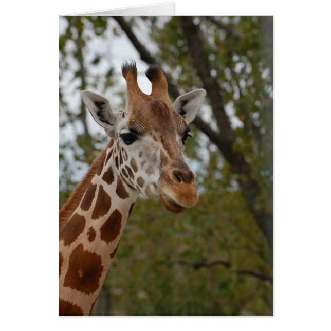 Giraffe im natürlichen Lebensraum (Vorne)