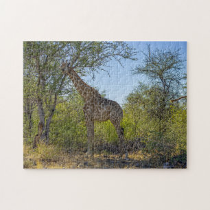 Giraffe im natürlichen Lebensraum, Afrika