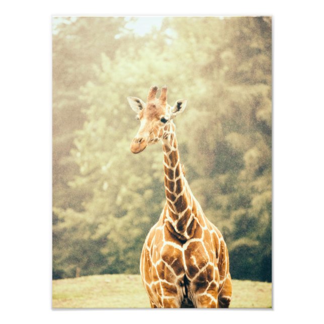 Giraffe im Regen Fotodruck (Vorne)
