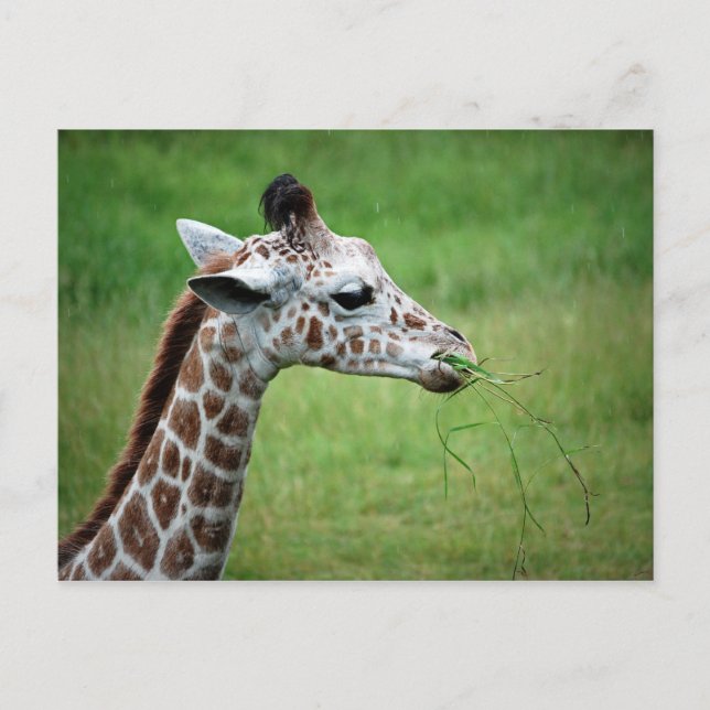 Giraffe im Regen Postkarte (Vorderseite)
