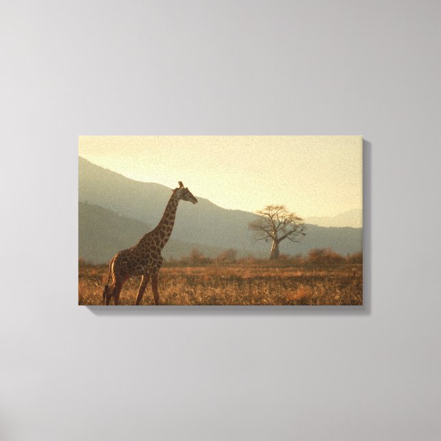 Giraffe in der Savanne Leinwanddruck (Vorderseite)