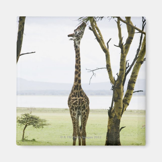Giraffe in Kenia, Afrika Magnet (Vorne)