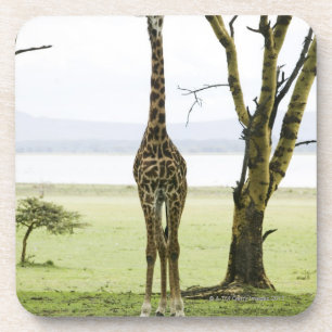 Giraffe in Kenia, Afrika Untersetzer