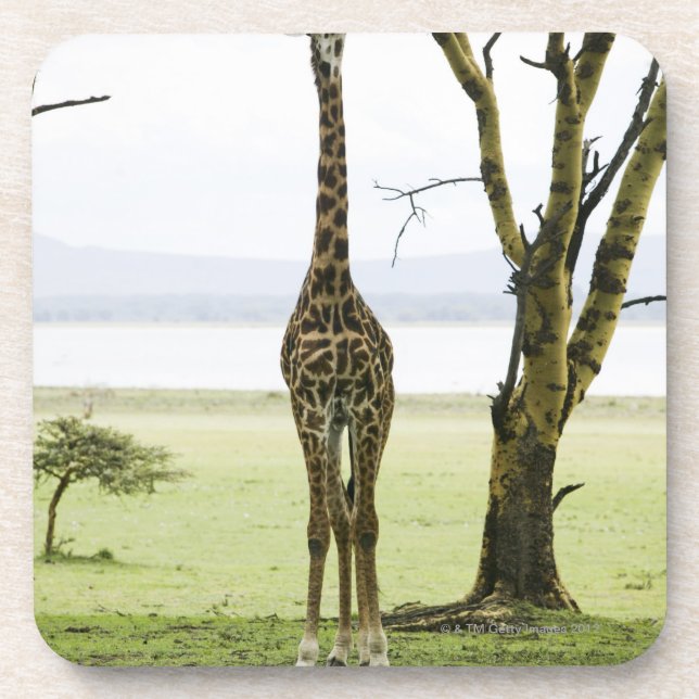 Giraffe in Kenia, Afrika Untersetzer (Vorderseite)