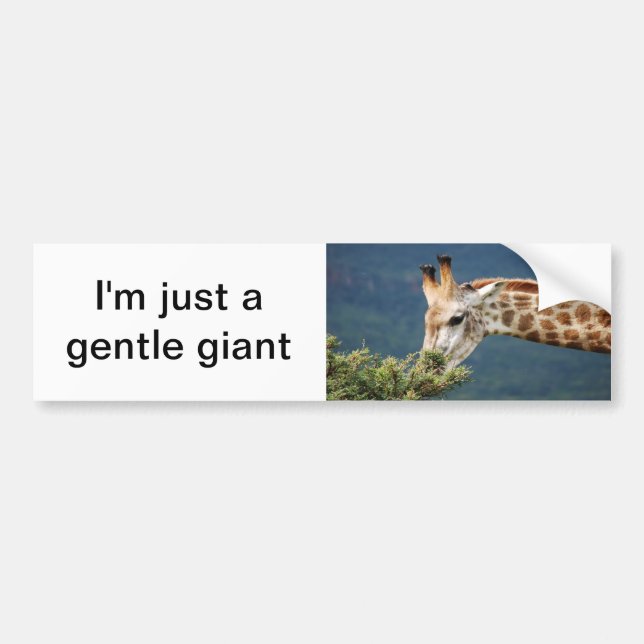 Giraffe isst einige Blätter Autoaufkleber (Vorne)