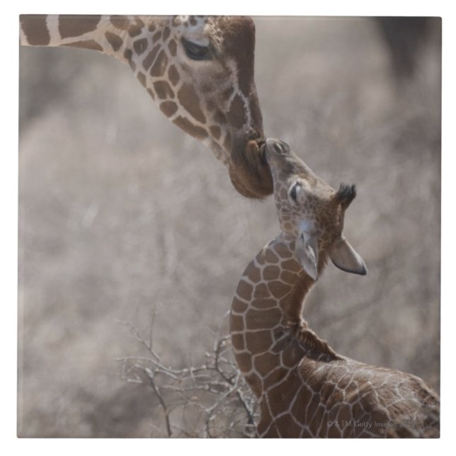 Giraffe, Kenia, Afrika Fliese (Vorderseite)