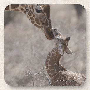 Giraffe, Kenia, Afrika Getränkeuntersetzer