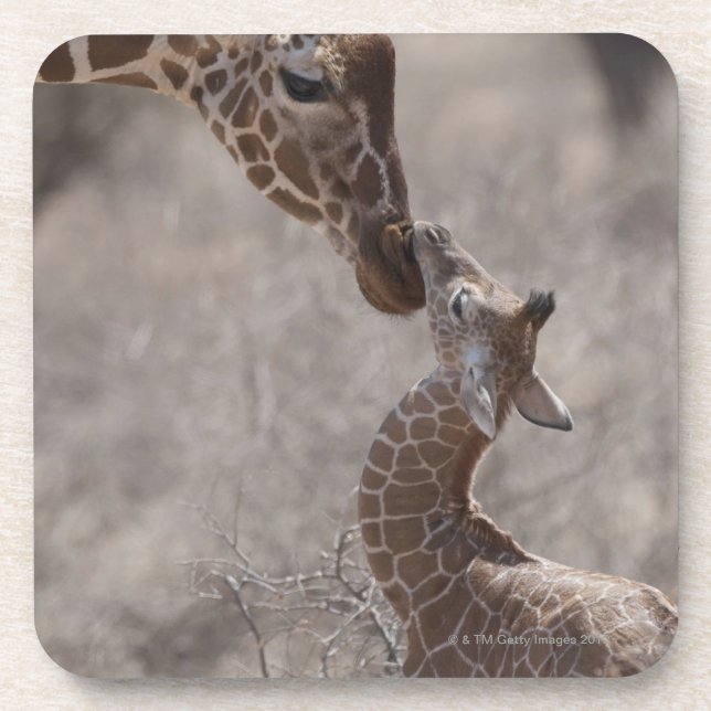 Giraffe, Kenia, Afrika Getränkeuntersetzer (Vorderseite)