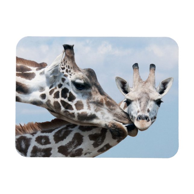 Giraffe Kisses Ihr Calf Magnet (Horizontal)