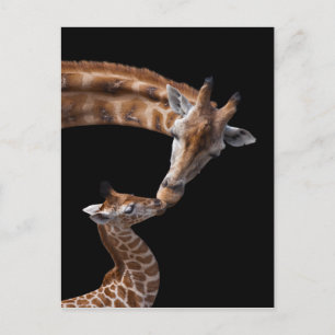 Giraffe Kisses Postcard Postkarte