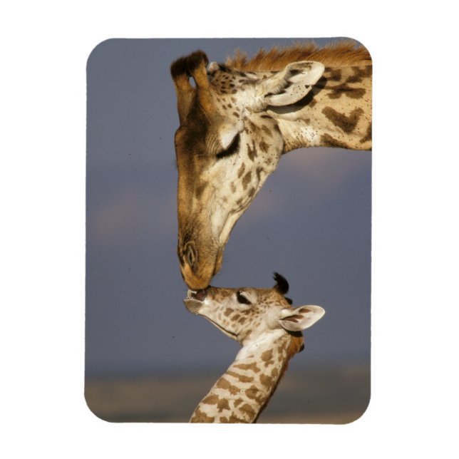Giraffe Kissing Baby Giraffe Magnet (Vertikal)