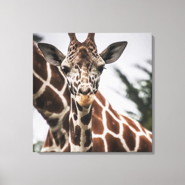 Giraffe, Kopf Giraffe, Pelzabdruck Afrikanisches T Leinwanddruck (Vorderseite)