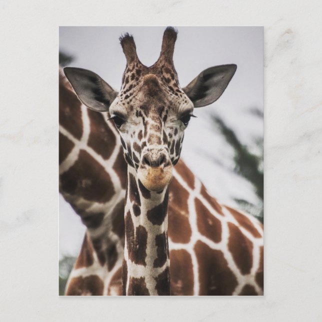 Giraffe, Kopf Giraffe, Pelzabdruck Afrikanisches T Postkarte (Vorderseite)