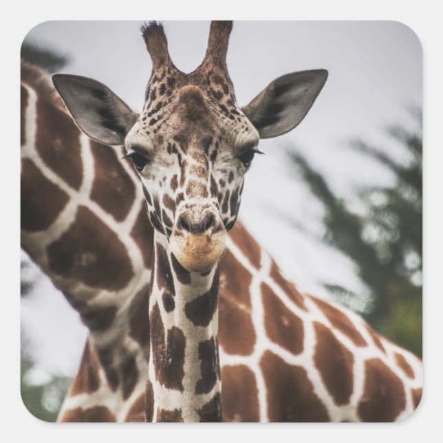 Giraffe, Kopf Giraffe, Pelzabdruck Afrikanisches T Quadratischer Aufkleber (Vorderseite)