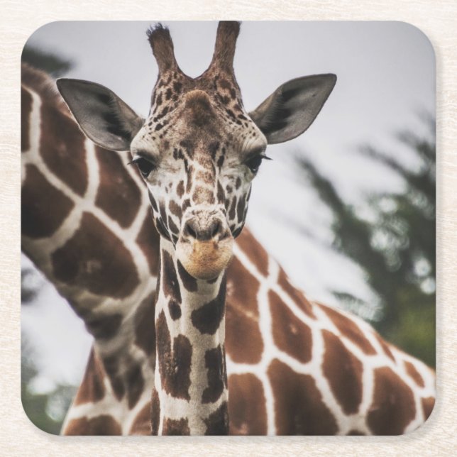 Giraffe, Kopf Giraffe, Pelzabdruck Afrikanisches T Rechteckiger Pappuntersetzer (Vorderseite)