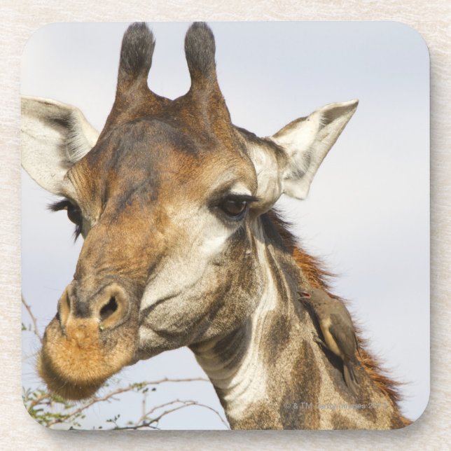 Giraffe, Kruger Nationalpark, Südafrika Getränkeuntersetzer (Vorderseite)
