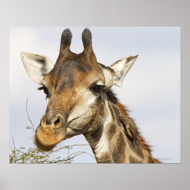 Giraffe, Krüger-Nationalpark, Südafrika Poster (Vorne)