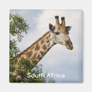 Giraffe Kühlschrankmagnet - Südafrika