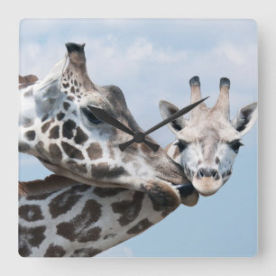 Giraffe küsst ihr Kalb Quadratische Wanduhr