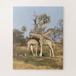"Giraffe Liebe in Aktion Tansania