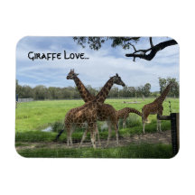 Giraffe Liebe...Magnet