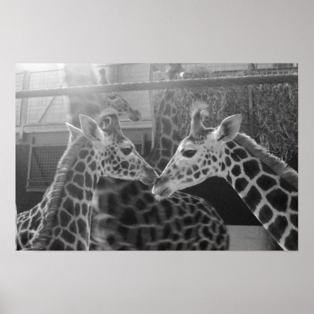 Giraffe-Liebe Poster (Vorne)
