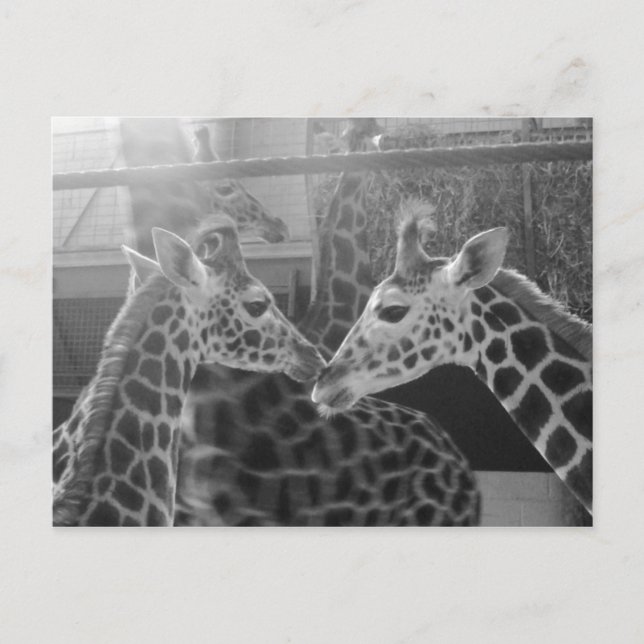 Giraffe-Liebe Postkarte (Vorderseite)