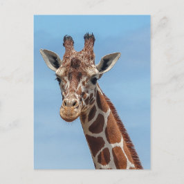 Giraffe Looking Right At Postkarte
