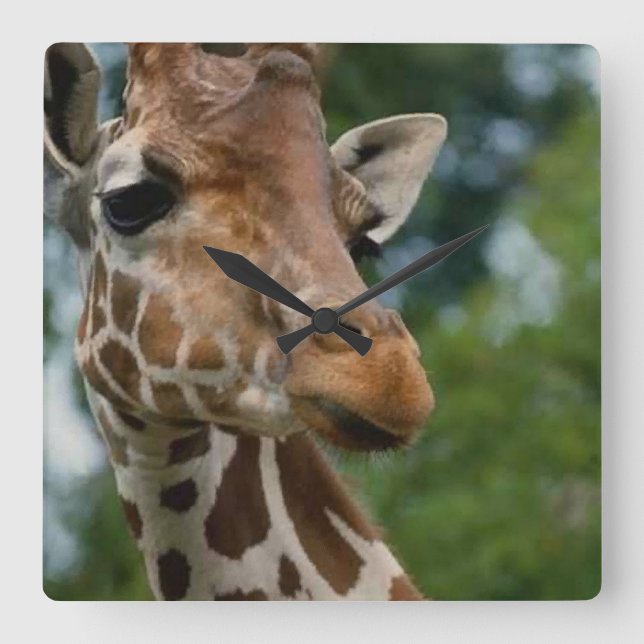 Giraffe Lovers Kunstgeschenke Quadratische Wanduhr (Vorderseite)