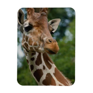 Giraffe Lovers Wildlife Magnet